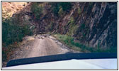 Deer, Council-Cuprum Rd, ID Deer, Council-Cuprum Rd, ID