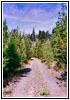 Backroad, OR Backroad, OR
