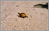 Turtle on Highway E, MO Turtle on Highway E, MO