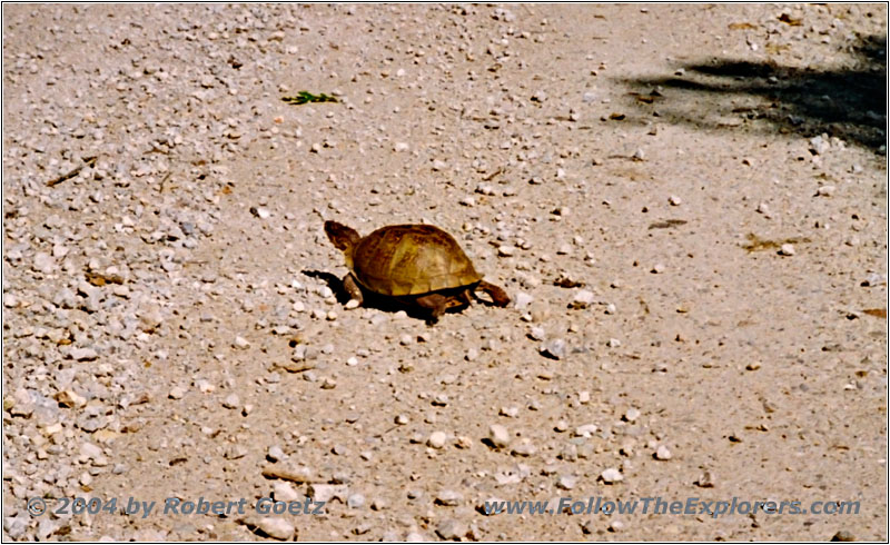 Turtle on Highway E, MO Turtle on Highway E, MO