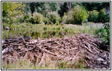 FR235, Medano Creek Beaver Dam, CO