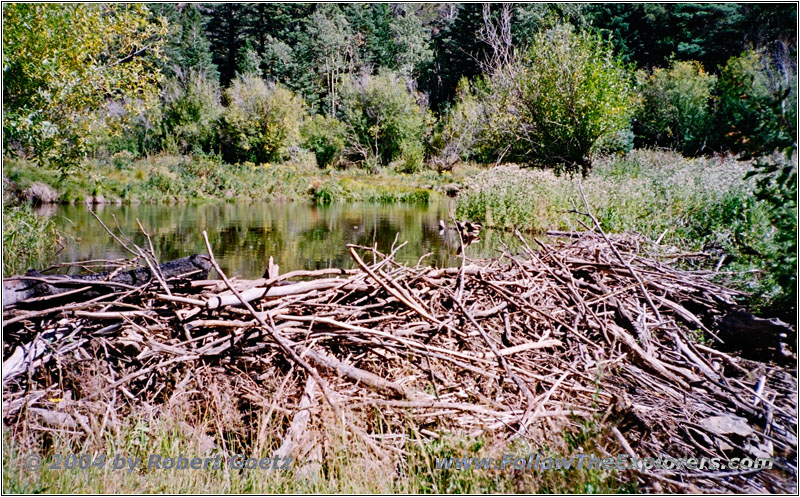 FR235, Medano Creek Biberdamm, Colorado