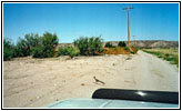 Wegekuckuck auf Service Road, New Mexico
