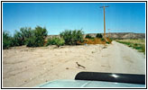 Roadrunner on Service Road, NM Roadrunner on Service Road, NM
