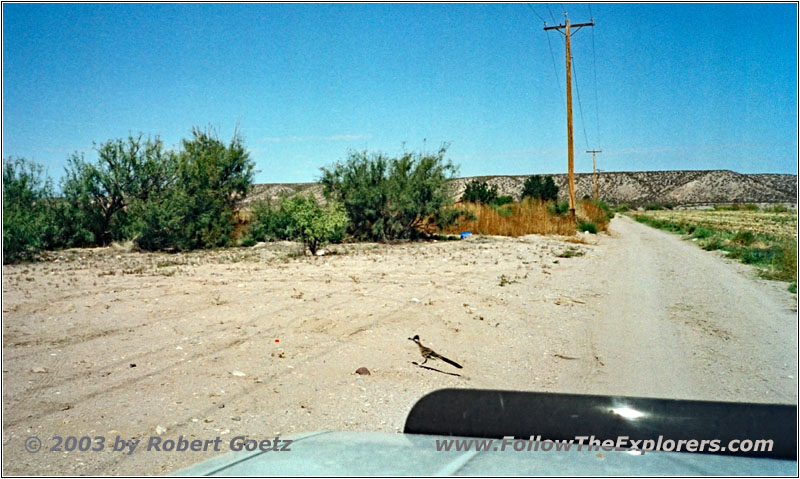Wegekuckuck auf Service Road, New Mexico