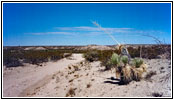 Service Road, NM