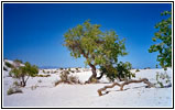 Big Dune Native Trail, White Sands, NM Big Dune Native Trail, White Sands, NM