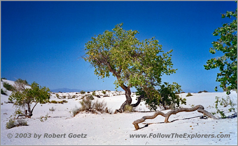 Big Dune Native Trail, White Sands, New Mexico