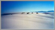 Alkali Flat Trail, White Sands, NM