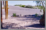 Roadrunner at Ft. Leaton, TX