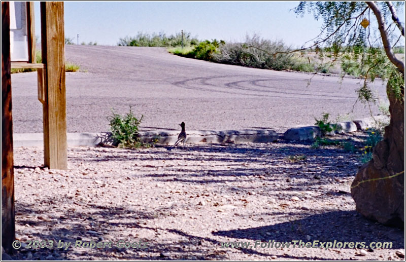 Roadrunner at Ft. Leaton, TX