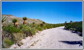 Dagger Flat Trail, Big Bend National Park, TX