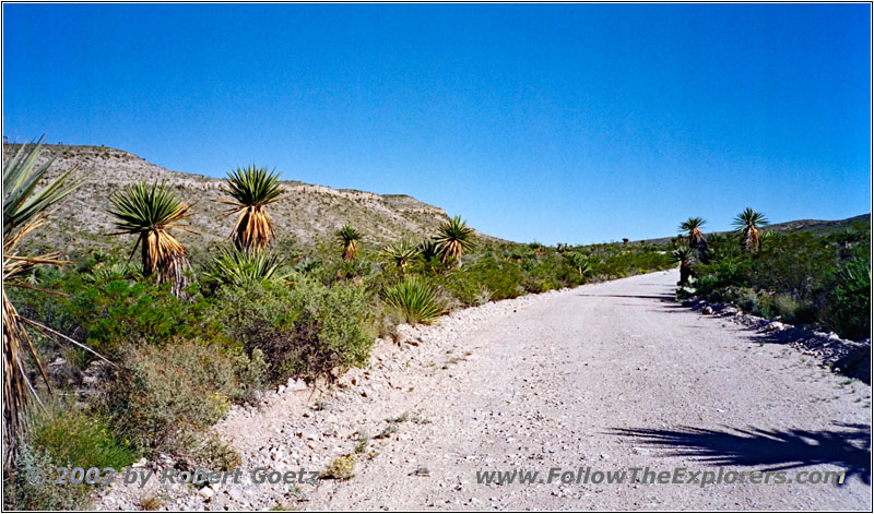 Dagger Flat Trail, Big Bend National Park, Texas