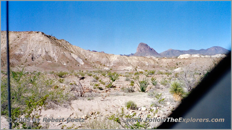 Wildschwein bei Black Gap Road, Big Bend National Park, Texas