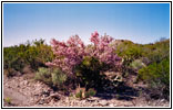 Black Gap Road, Big Bend National Park, Texas