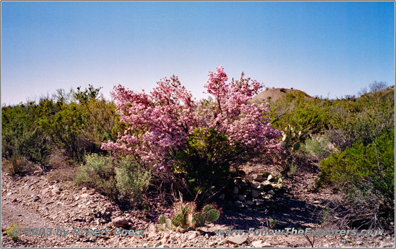 Black Gap Road, Big Bend National Park, Texas