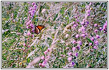 Schmetterling, Great River Bluffs State Park, Minnesota