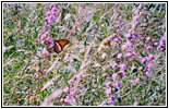 Butterfly, Great River Bluffs State Park, MN Butterfly, Great River Bluffs State Park, MN