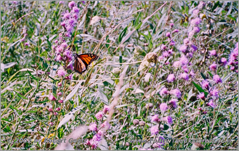 Schmetterling, Great River Bluffs State Park, Minnesota
