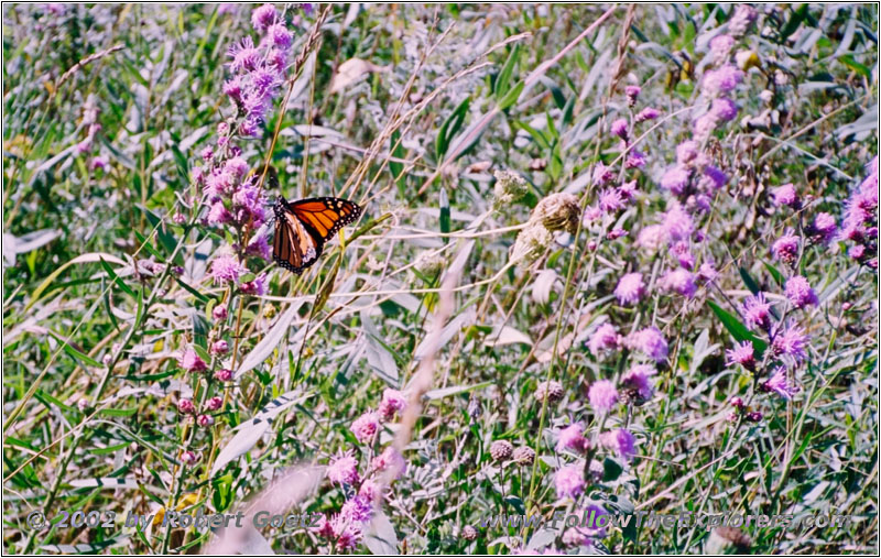 Butterfly, Great River Bluffs State Park, MN Butterfly, Great River Bluffs State Park, MN